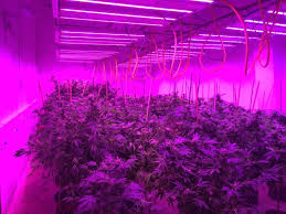 However, many feel that they work only when you choose the right kind of light. Are Led Grow Lights Worth It Cannabis Industry Journal