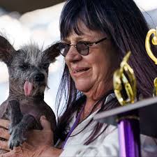Scooter named winner of 2023 World's Ugliest Dog competition: 'A hairy  hippopotamus'