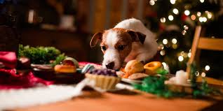 This tool should be used as guidance only — if you are at all in doubt or concerned, contact your vet. What To Do If Your Dog Eats Chocolate Dog Ate Chocolate Advice Article