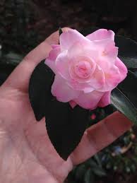 Miniature Camellia Hybrid Sweet Jane Camellia Flower Decorations Winter Garden