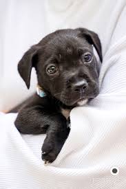 Adoption paperwork is initiated electronically and over the phone before pickup from the shelter is coordinated. Palihouse X Jamie S Rescue Adoption World Red Eye World Red Eye