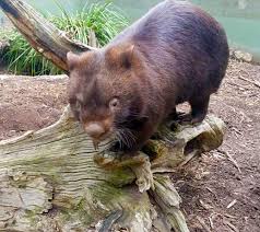 Image result for Common wombat