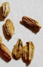 Image result for Raphionacme procumbens