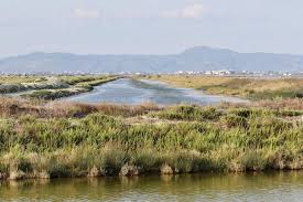 Image result for Platycoryne mediocris