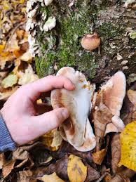 Image result for Ischnoderma resinosum