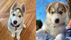 Screened to meet the highest standards. Gerberian Shepsky Dogs And Puppies German Shepherd Husky Mix