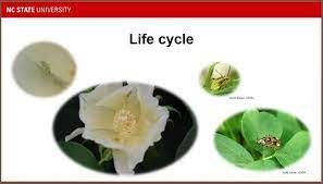 Life Cycle Of Tarnished Plant Bug Image Eurekalert Science News