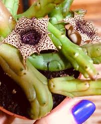 Image result for Huernia volkartii