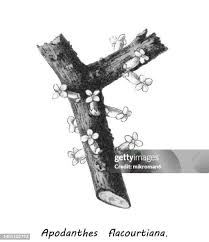 Image result for Apodanthaceae