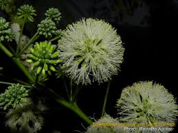 Image result for Cyclocarpa