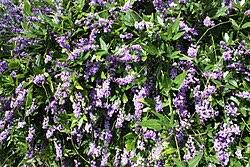 Image result for Hardenbergia comptoniana