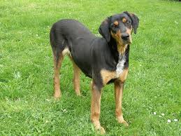 Image result for sedmihradský honič