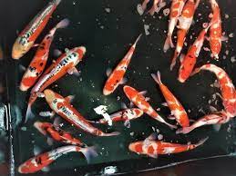 $60 (downtown, vancouver) pic hide this posting restore restore this posting. New Shipment High Quality Koi Fish Sale Classifieds For Jobs Rentals Cars Furniture And Free Stuff