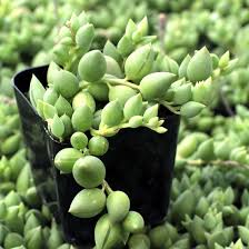 String of pearls plant is an unusual succulent that's easy to grow indoors with little attention. Senecio Herreanus String Of Tears Mountain Crest Gardens