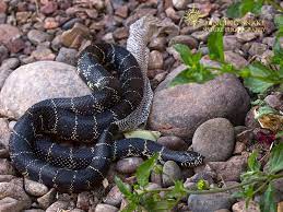 Out With The Old Desert Kingsnake Shedding It S Skin C R C Clark Dancing Snake Nature Photography All Rights Res Nature Photography Desert King Snake