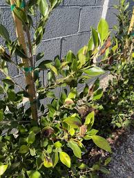 Maybe you would like to learn more about one of these? Trees And Shrubs Forum Black Brown Spots On Indian Laurel Fig Garden Org