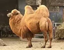 They have leathery mouths and can eat practically any vegetation including thorns, dry vegetation and salt bush that other mammals avoid. Who Started The Myth Of Camels Having Water In Their Humps Why Quora