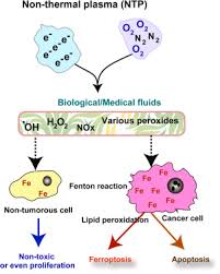 The other potential causes of mesothelioma are much more rare. Iron Addiction With Ferroptosis Resistance In Asbestos Induced Mesothelial Carcinogenesis Toward The Era Of Mesothelioma Prevention Sciencedirect