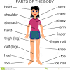In the second worksheet, students name body parts without a word bank. 1