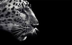 You can also upload and share your favorite black jaguar wallpapers. Black Jaguar Wallpapers Group 73