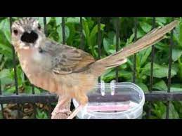 Pin On Macam2 Suara Burung