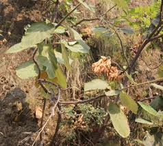 Image result for Wigandia urens