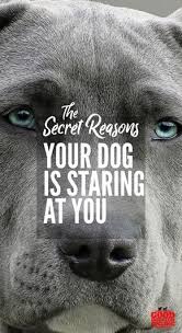 Why Does My Dog Stare At Me What Does It Mean Good Doggies Online Your Dog Dog Training Training Your Dog