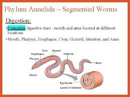 The Worms Phylum Platyhelminthes Phylum Nematoda Phylum Annelida