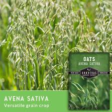 Image result for Avena sativa