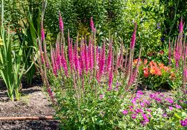 Veronica (Speedwell) Flowers: Planting, Growing, and Caring for Veronicas
