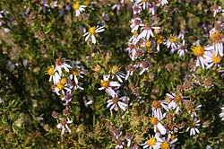 Image result for Felicia filifolia
