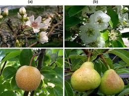 Image result for Pyrus pyrifolia