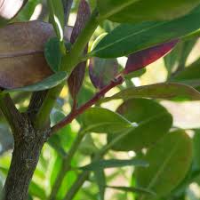 Image result for Rhynchosia divaricata