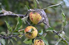 How long does it take for a fruit tree to grow? Why Is My Fruit Tree Dying Common Fruit Tree Pests And Diseases