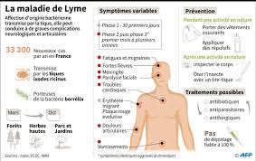 La maladie de lyme, ou borréliose de lyme, est transmise lors d'une piqûre de tique infectée par une bactérie de la famille des spirochètes. Maladie De Lyme Tout Ce Qu Il Faut Savoir Sur Lyme En 1 Page Socialyme