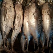 We did not find results for: Jual Ikan Tongkol Segar Little Tuna Mackarel Tuna Fish Jakarta Barat Steven Daging Babi Segar Tokopedia