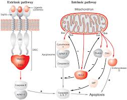 Necrosis is a cellular process of death occurring when the cells are highly exposed to extreme external conditions. Apoptosis An Overview Sciencedirect Topics