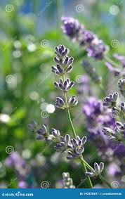 Image result for Lavandula angustifolia Vera