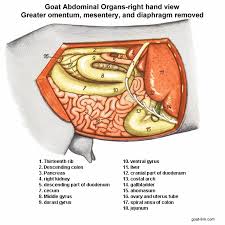 Goat Link Com Goat Abdominal Organs