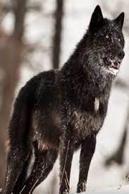The Alarm Barking Of An Alpha Male Wolf In Yellowstone Video Animals Nature Animals Animals Wild