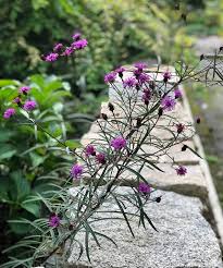 Image result for Vernonia sengana