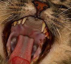 How To Care For And Brush Your Cat S Teeth An Expert Guide Cats Tabby Cat Animal Teeth