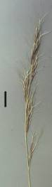 Image result for Aristida canescens