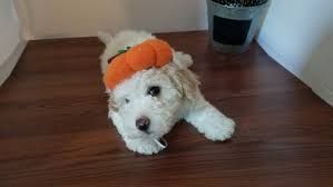 6 month old havanese poodle puppy needs rehome.due to our busy schedule we are not able t. Havapoo Puppies For Sale Port Charlotte Fl 307685