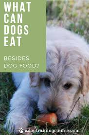 What Can Dogs Eat Besides Dog Food If You Ve Ever Looked Down At Your Pet S Longing Eyes At The Dinner Table You Ve Can Dogs Eat Dog Food Recipes Dog Eating