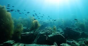 Download now rusak pemandangan dan ekosistem laut warga minta bangkai. Ternyata Ikan Tua Miliki Peranan Penting Dalam Ekosistem Laut Okezone Techno