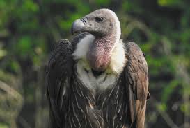 Rinpl_0.jpg information about britain's birds, where they live, what they do, and links to the latest survey results. Nepal Is A Model For Vulture Conservation Nepali Times
