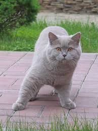 Lilac British Shorthair Cat Breeds Pretty Cats Cute Cats