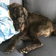 One of our top picks in punta gorda. Towles Club K 9 Resort 13 Reviews Pet Groomers 6101 Duncan Rd Hwy 17 Punta Gorda Fl Phone Number