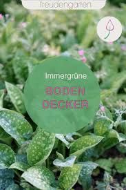 Immergrune Bodendecker Bodendecker Pflegeleichter Garten Pflegeleichte Pflanzen